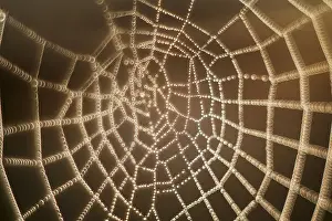 Drops: Garden spider web with dew drops