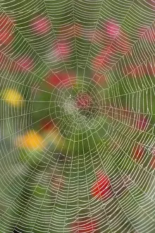 050221: Garden Spider Web in flower border - Norfolk UK