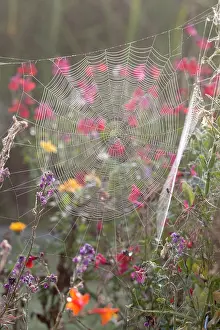050221: Garden Spider Web in flower border - Norfolk UK