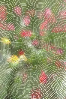 050221: Garden Spider Web in flower border - Norfolk UK