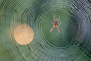 David Chapman: Garden Spider - on Web - UK