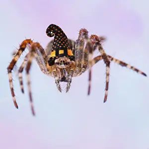 Creepy: Garden Spider, on web wearing Witches halloween hat
