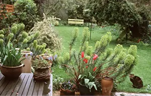 Pots: GARDEN - spring bulbs in pots