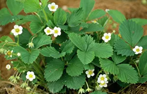 Strawberries: Garden STRAWBERRY - Flowering plants