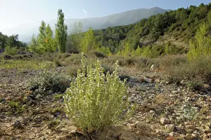 Thyme: Garden Thyme