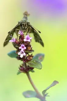 Mallow: Garden Thyme