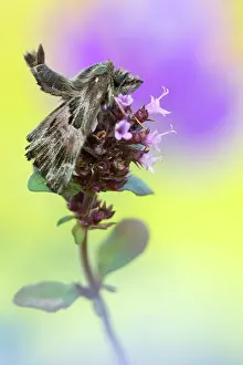 Mallow: Garden Thyme