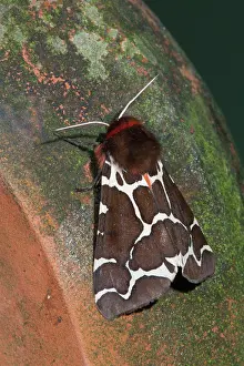 Arctia: Garden Tiger Moth