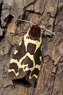 Arctia: Garden Tiger Moth