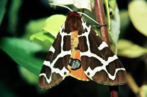 Arctia: Garden Tiger MOTH
