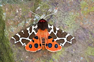 Arctia: Garden Tiger Moth