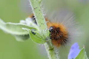 Typical: Garden tiger moth (Arctia caja)