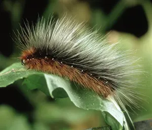 Arctia: Garden tiger moth caterpillar