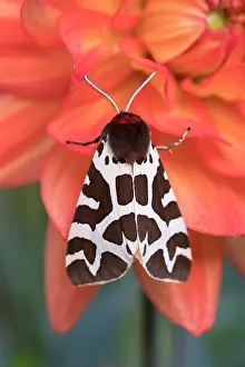 Geoff Du Feu: Garden Tiger Moth on Dahlia flower