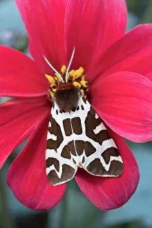 Geoff Du Feu: Garden Tiger Moth on Dahlia flower