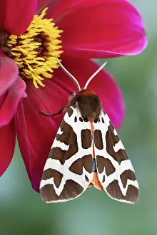 Geoff Du Feu: Garden Tiger Moth on Dahlia flower