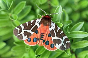 Arctiidae: Garden Tiger Moth - on Hebe leaves