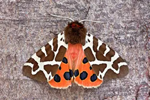 Arctia: Garden Tiger Moth at rest