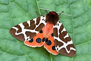 Arctia: Garden Tiger Moth at rest