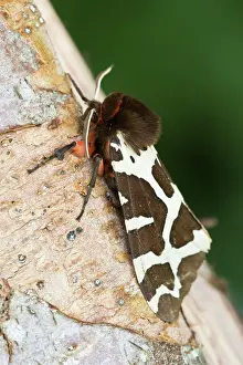 Arctia: Garden Tiger Moth. resting on tree trunk - side