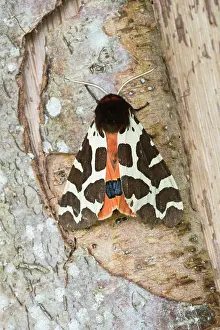 Arctia: Garden Tiger Moth. resting on tree trunk - North