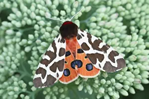 Sedum: Garden Tiger Moth on Sedum - Norfolk UK