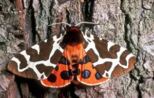 Arctia: Garden Tiger MOTH - showing markings on wings