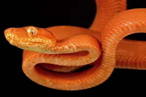 Backgrounds: Garden Tree Boa (Corallus hortulana), on black background