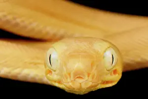Backgrounds: Garden Tree Boa (Corallus hortulana), on black background