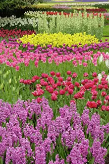 Lisse: Garden of tulips, daffodils, and hyacinth