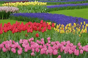 Daffodils: Garden of tulips, Grape Hyacinth and daffodils