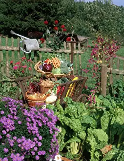 Carrot: Garden vegetable still-life