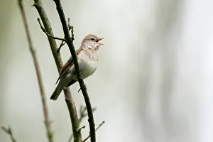 Westereen: Garden Warbler