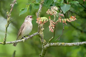 Westereen: Garden Warbler