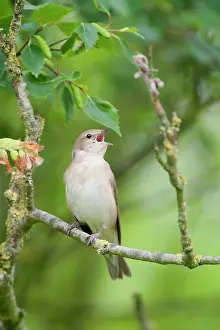Westereen: Garden Warbler