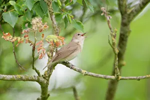 Sylviidae: Garden Warbler