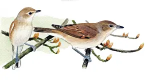 Borin: Garden Warbler