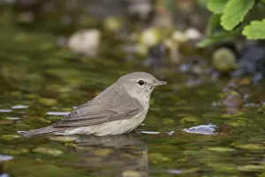 Borin: Garden Warbler adult bird bathing