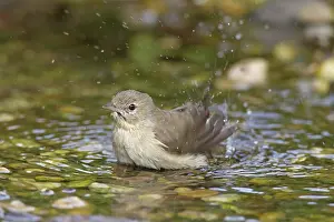 Borin: Garden Warbler adult bird bathing