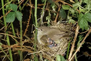Jack Bailey: Garden Warbler - brooding