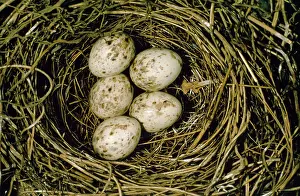 Hans D Dossenbach: Garden Warbler - eggs in nest