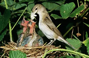Borin: Garden WARBLER - feeding young