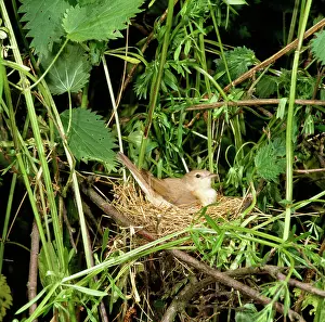 Borin: Garden Warbler - on nest