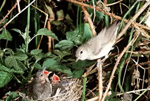Begging: GARDEN WARBLER - at nest with chicks
