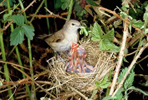 Grub: Garden Warbler - at nest feeding young
