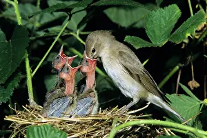 Borin: Garden Warbler - parent bird feeding chicks
