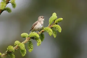 Borin: Garden Warbler - perched on fir tree branch - singing