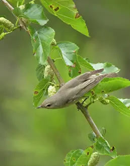 Mulberry: Garden Warbler - perched in mulberry tree - May