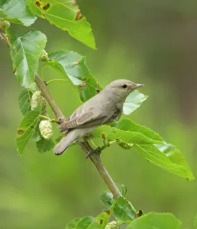 Mulberry: Garden Warbler - perched in mulberry tree - May
