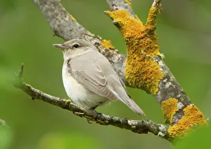 Mulberry: Garden Warbler - perched in mulberry tree - May
